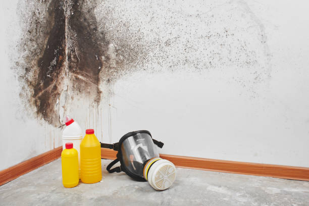 Best Mold Damage Repair  in Rancho Cordova, CA