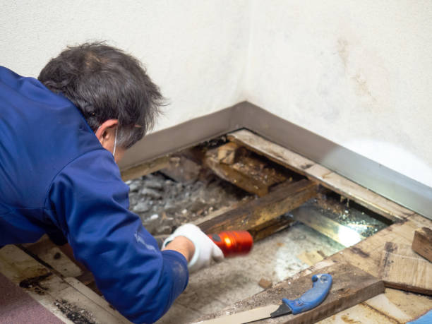 Best Black Mold Removal  in Rancho Cordova, CA
