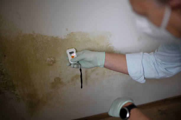 Office Mold Removal Services in Rancho Cordova, CA