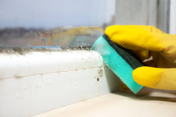 Best Office Mold Removal Services  in Rancho Cordova, CA