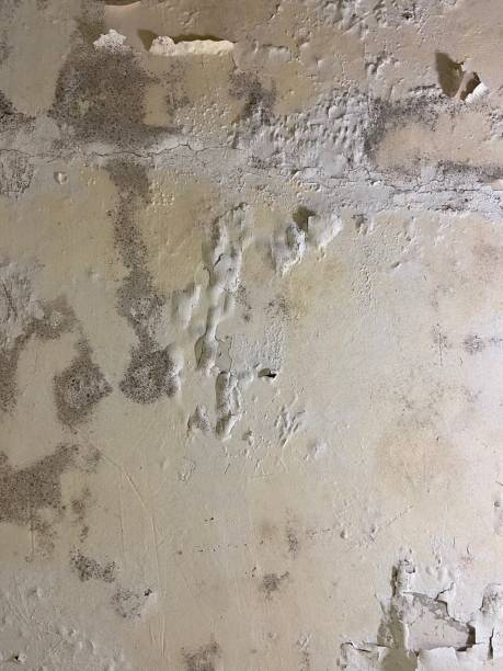 Best Home Mold Removal  in Rancho Cordova, CA