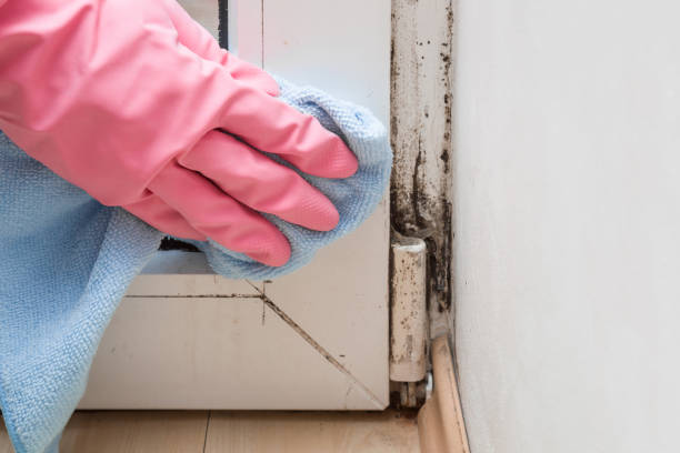Best Affordable Mold Removal  in Rancho Cordova, CA