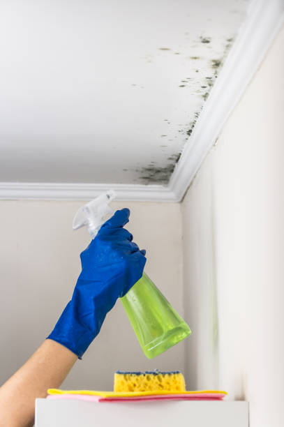 Best Mold Remediation  in Rancho Cordova, CA