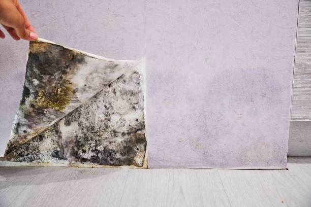 Best Residential Mold Removal  in Rancho Cordova, CA